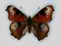 Aglais io (Inachis io) cold shock abb (Internet Image property of respective owner, non-commercial use only)